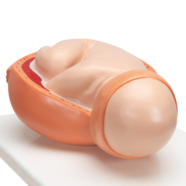 Labor Childbirth Simulator Obstetric- Manikin Model Buyamag – Buyamag INC