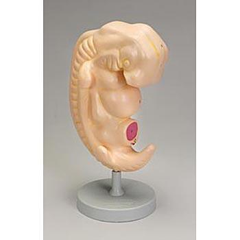 Embryo Human 28-day Anatmical Model