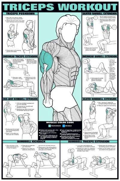 bodybuilding exercises chart for men