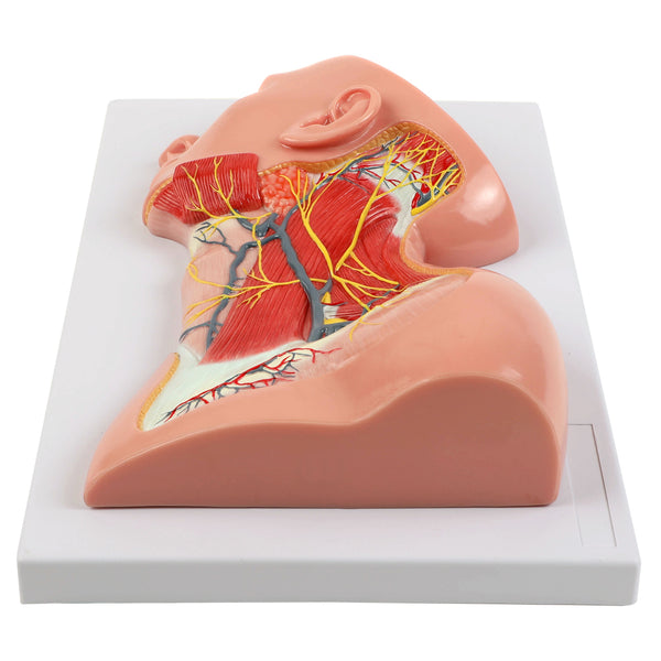 Human Anatomy Veins & Nerves Of Neck Poster Nerves Of Neck Wall