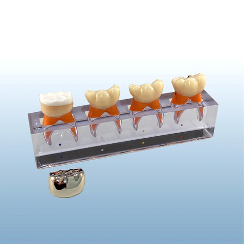 endodontic models