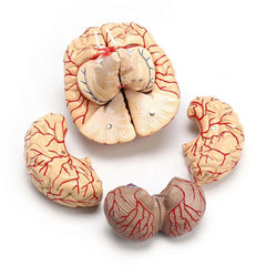 human brain model