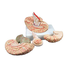 human brain anatomical model