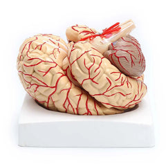 brain model with nerves arteries 