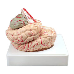 human brain neurology models