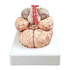 brain model