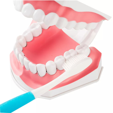 Dental Teeth Brushing Model With Two Removable Teeth Oral Hygiene Teaching Education