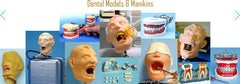 molar model with cavity 