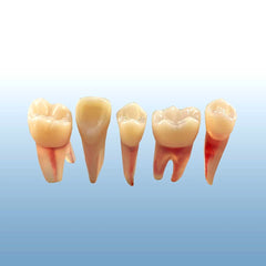 root canal practice teeth