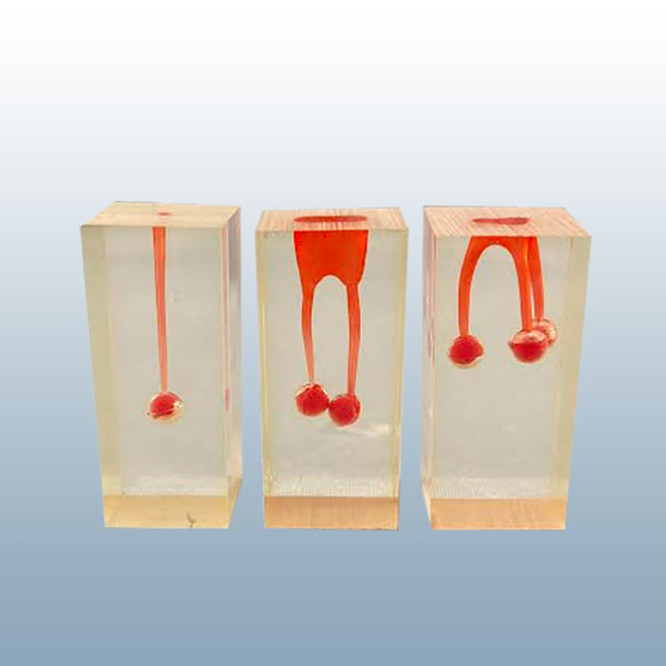 Endodontic Surgery pulp models