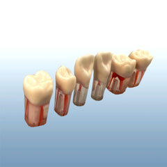 root canal teeth practice