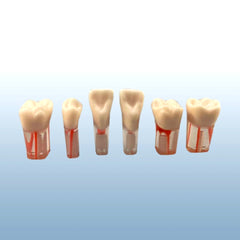 endodontic root canal teeth training  practice