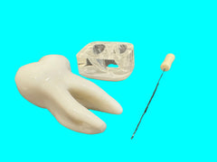 endodontic molar root canal model