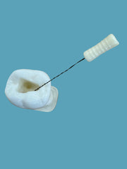 dental endodontic molar root canal model