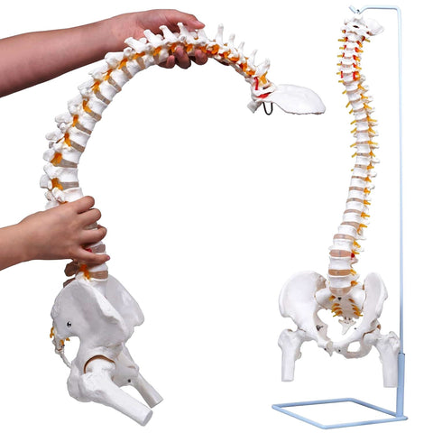 flexible spine model