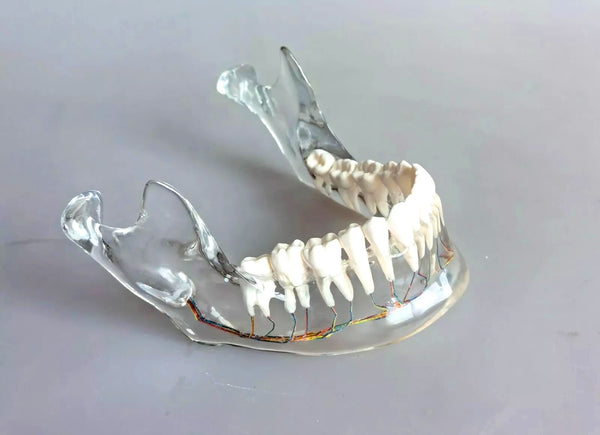 maxillofacial surgical mandibular model