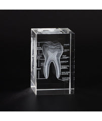 human molar tooth gift