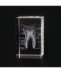 dental gift molar tooth crystal