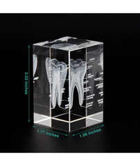  molar tooth gift