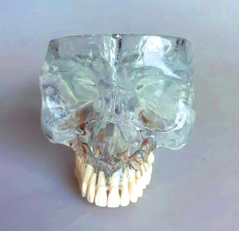 dental Skull Maxillary Teeth Sinuses model