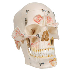 dental Skull Model