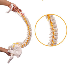 spine flexible model