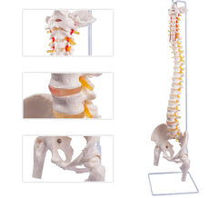 human flexible spine