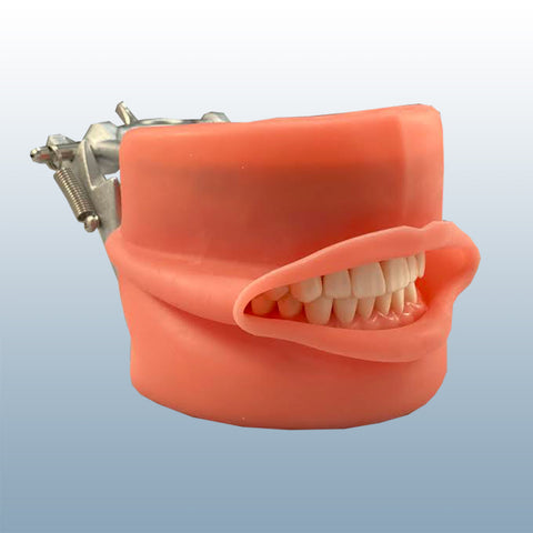 dental training model typodont practice model