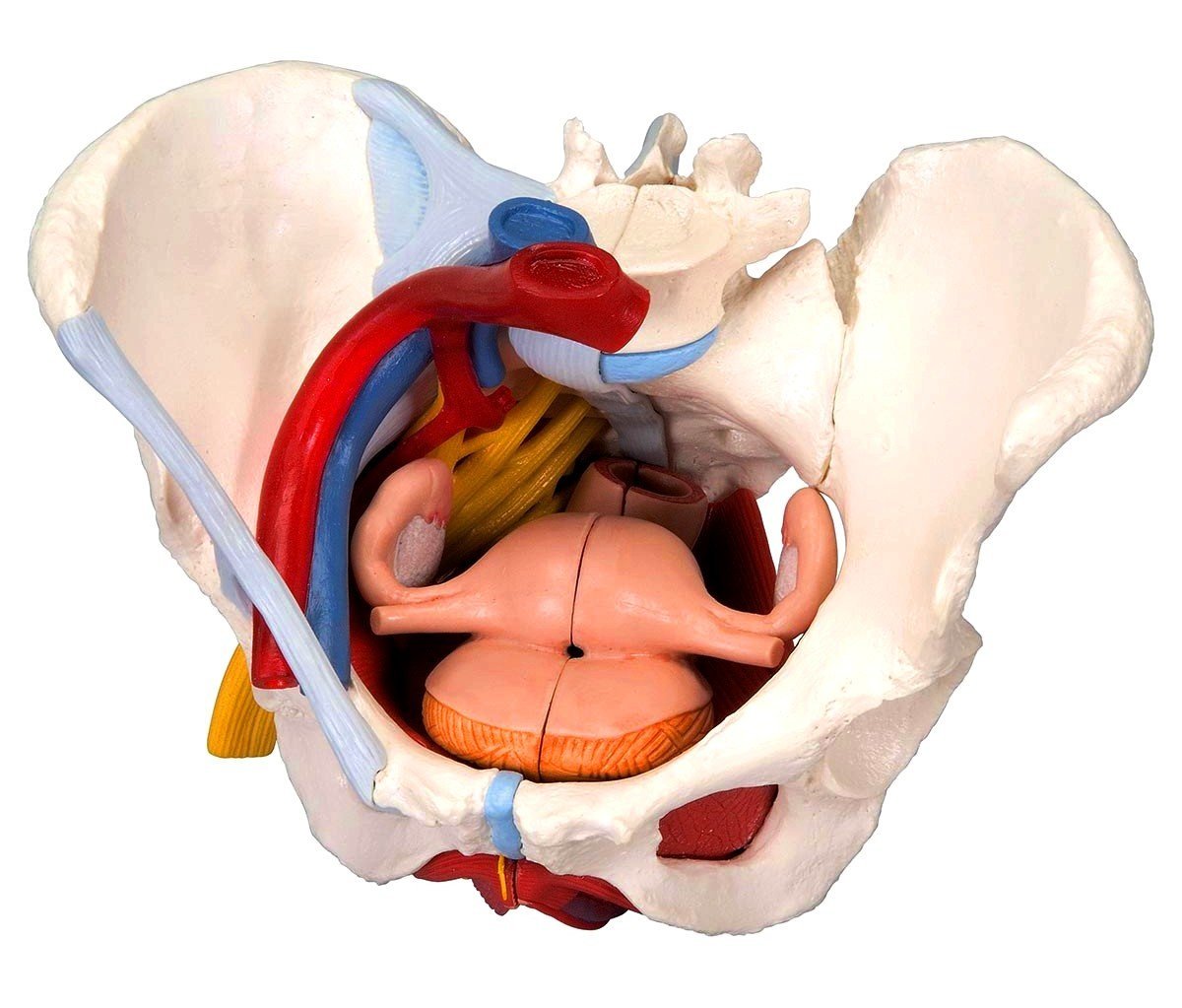 Pelvis Female Organs Ligaments Vessels Nerves Pelvic Floor 6 Parts ...