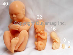 human fetus model 10 weeks